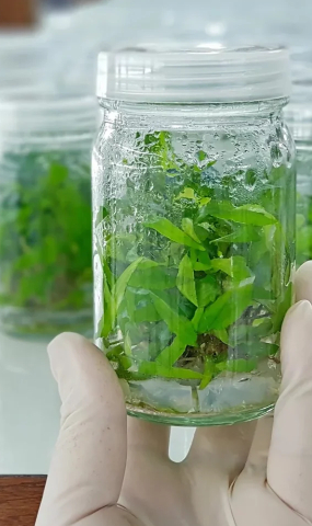 Gloved hand holding a culture flask of plantlets
