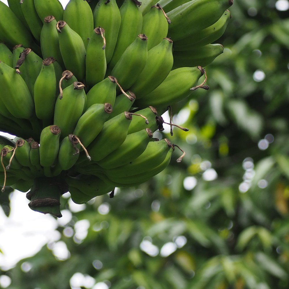 Seeni banana plant