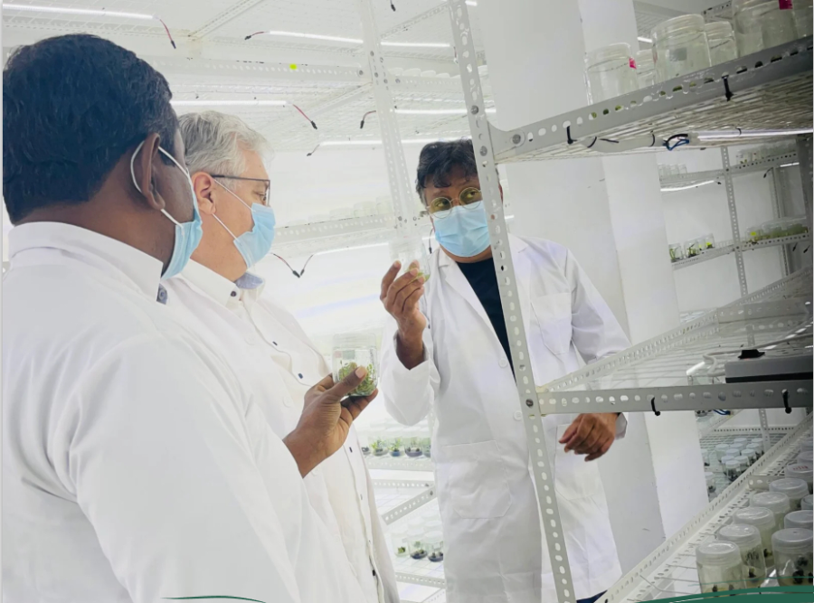 Technicians inspecting cultures in the growth room