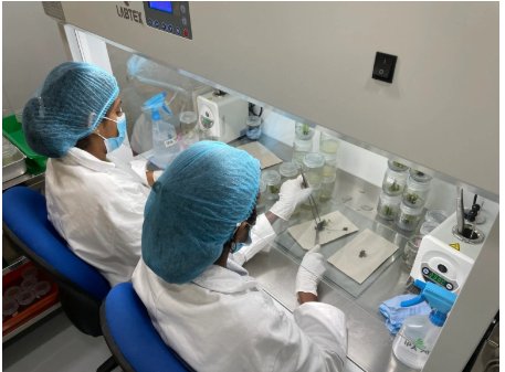 Trainees working at a laminar flow bench